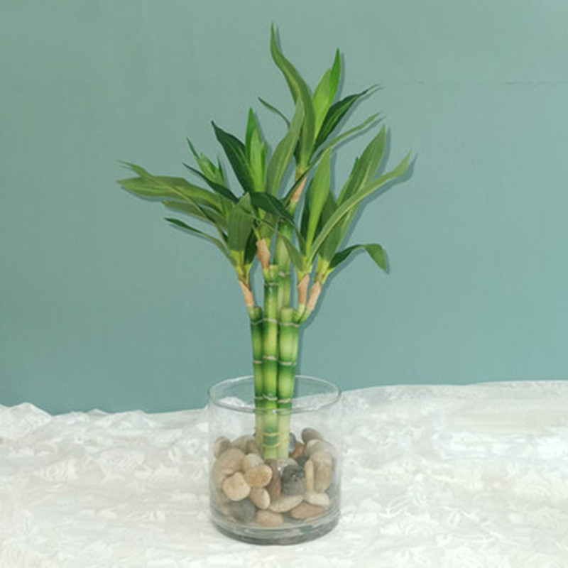 Aquarium Fish Types - Mới 40Cm RFtificial May Mắn Tre