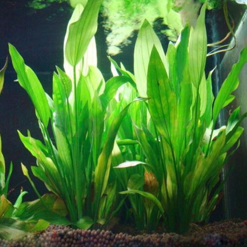 Aquarium Fish Enrichment - 15cm Artificial Aquarium Decor Plants Water