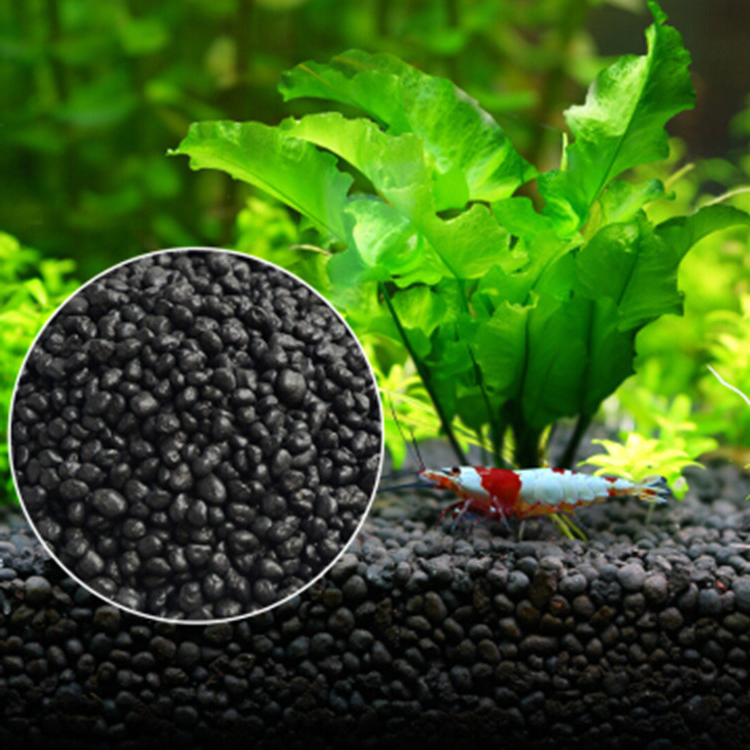 Aquarium Fish Types - Bể Cá Cảnh Vật Có Hạt