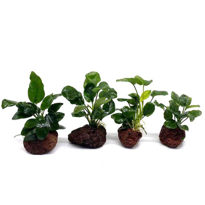 Núi Lửa Trang Trí Bể Cá Vật Có - đánh giá và giá Aquarium Fish For Sale Online