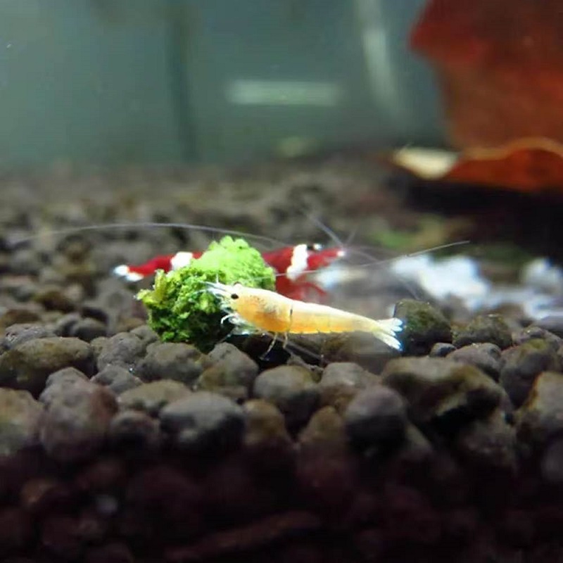 Spinach Shrimp Feed Ornamental - đánh giá và giá Aquarium Fish Eggs