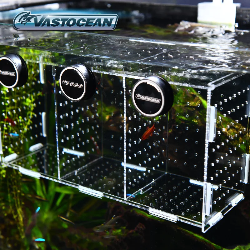 VASTOCEAN Cá Từ Kết Hợp Acryli - đánh giá và giá Box Fish In Aquarium