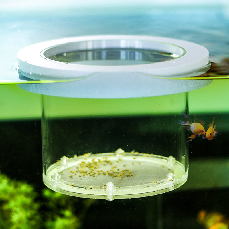 Đình Chỉ Cá Sinh Sản Cô Lập Hộ - đánh giá và giá Box Fish In Aquarium