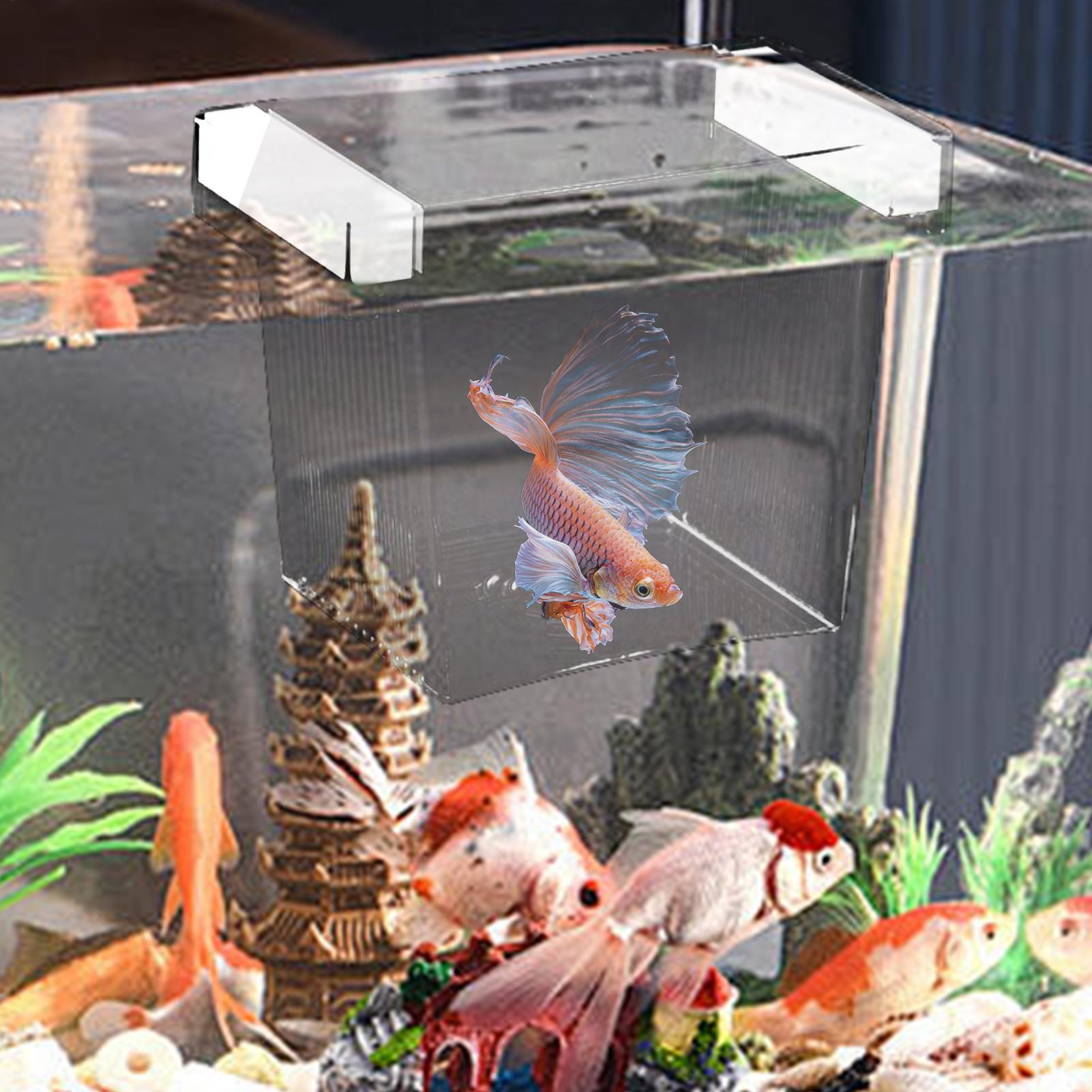 Floating Fish Breeding Isolati - đánh giá và giá Box Fish In Aquarium