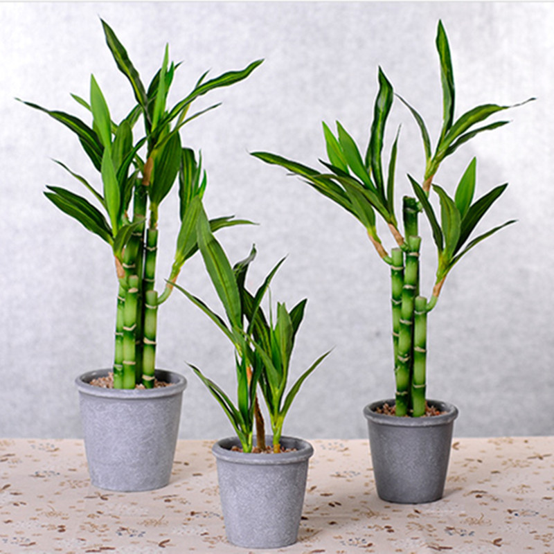 Mới 40Cm RFtificial May Mắn Tr - đánh giá và giá Aquarium Fish Types