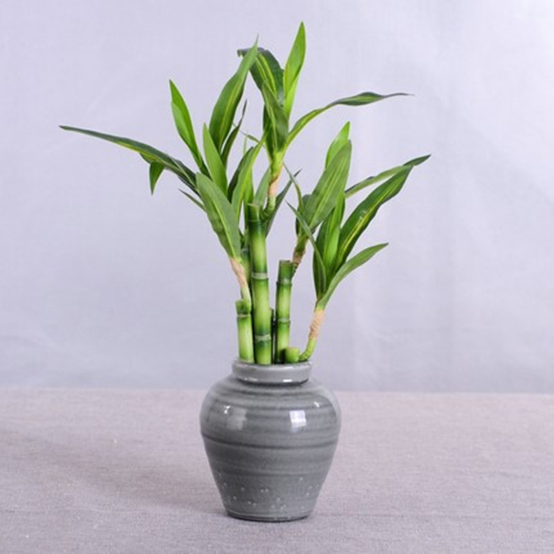 Mới 40Cm RFtificial May Mắn Tr - đánh giá và giá Aquarium Fish Types