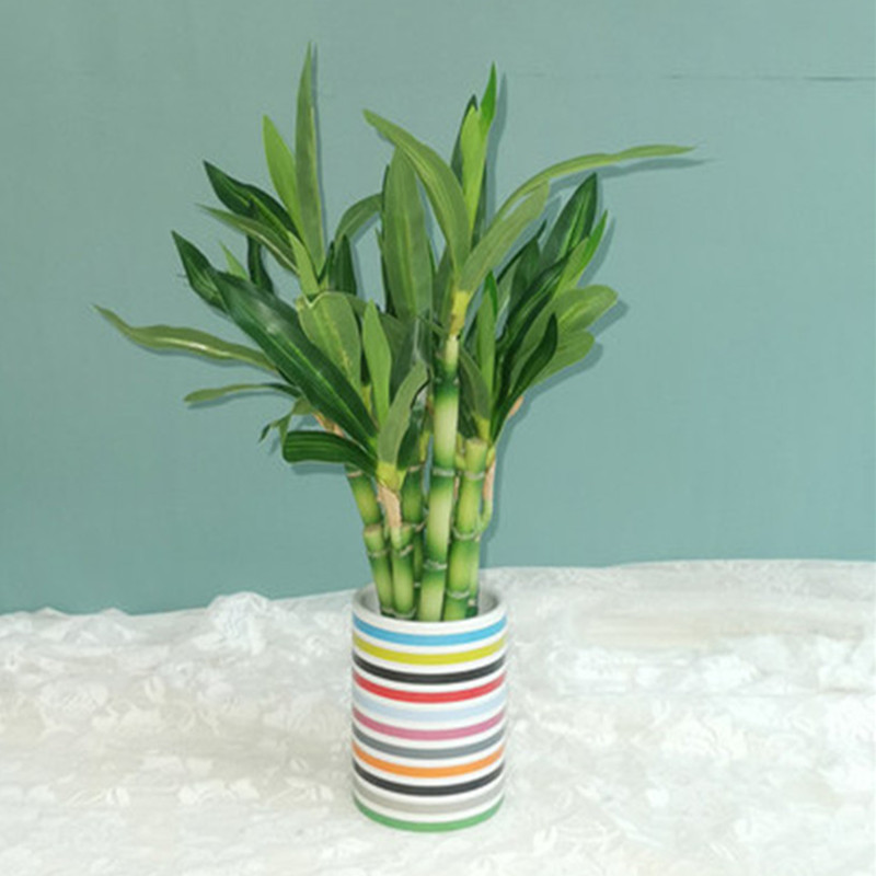 Mới 40Cm RFtificial May Mắn Tr - đánh giá và giá Aquarium Fish Types
