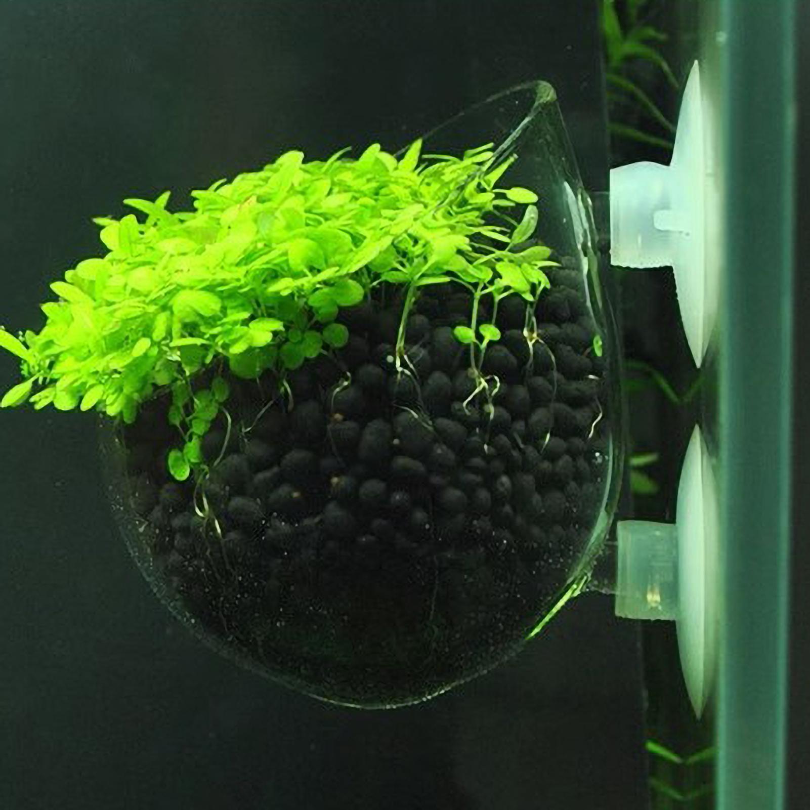 Aquarium Plant Holder Glass Aq - đánh giá và giá Aquarium Fish Enrichment