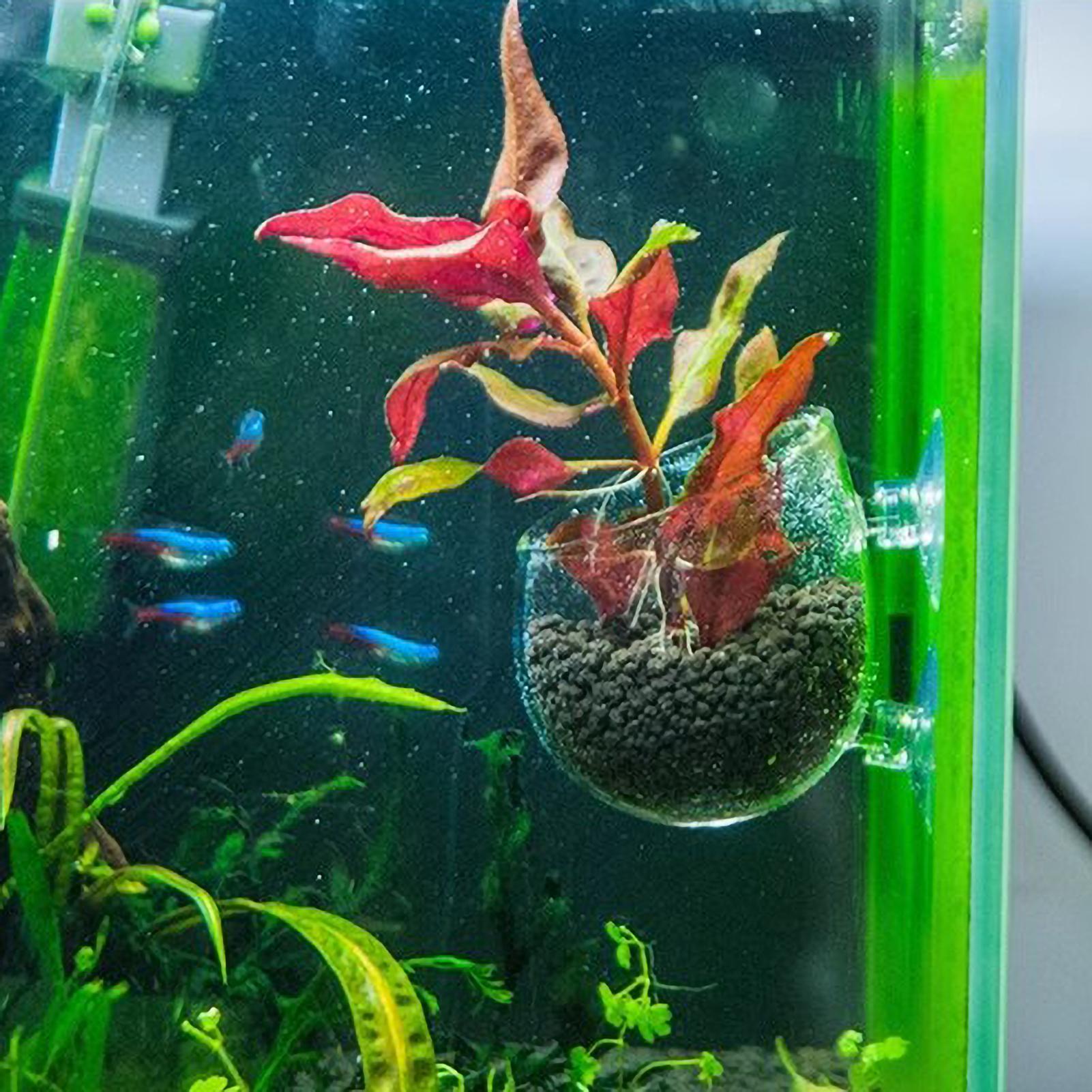 Aquarium Plant Holder Glass Aq - đánh giá và giá Aquarium Fish Enrichment