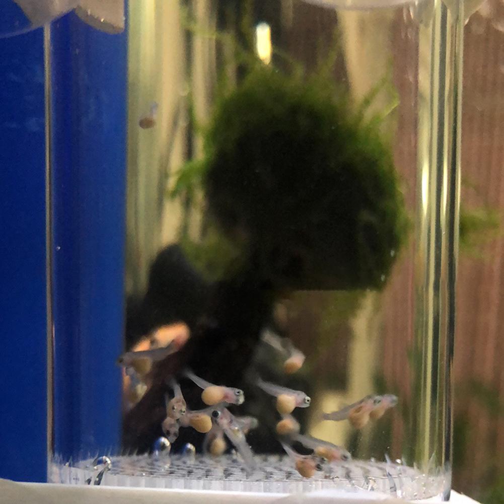 40mm Incubator Fish Hatchery E - đánh giá và giá Aquarium Fish Eggs