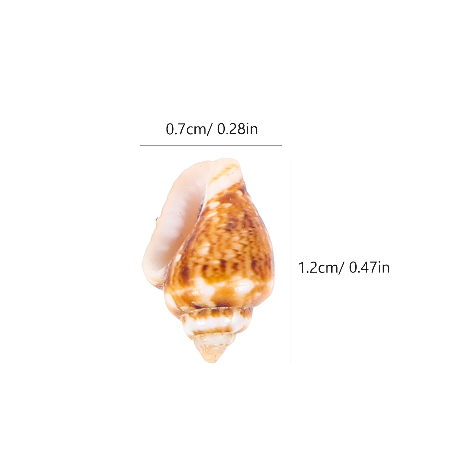 1 Box Decorative Natural Conch - đánh giá và giá Box Fish In Aquarium