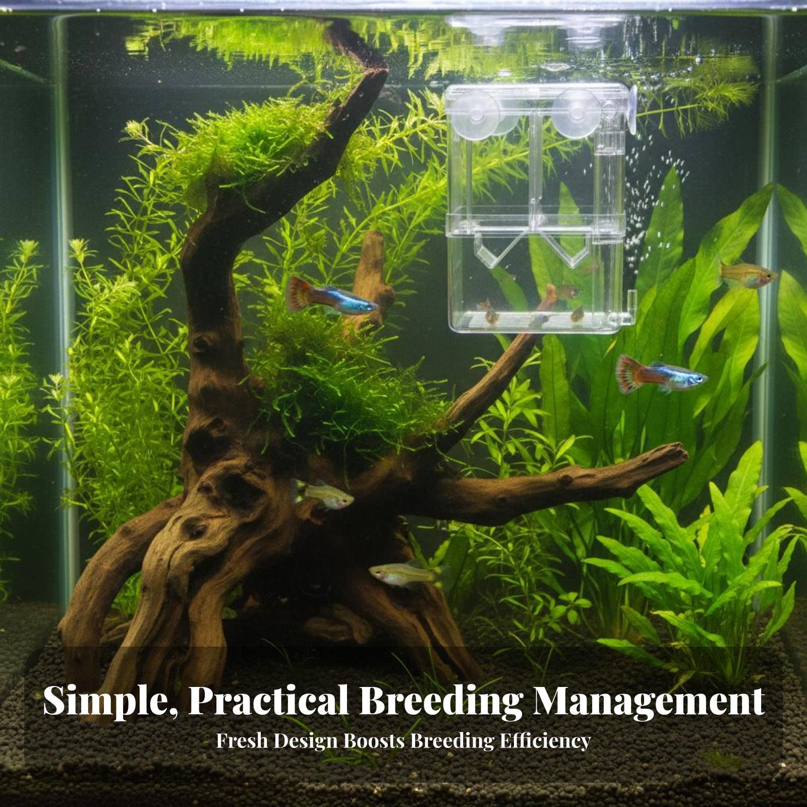 Double Layer Aquarium Breeding - đánh giá và giá Box Fish In Aquarium