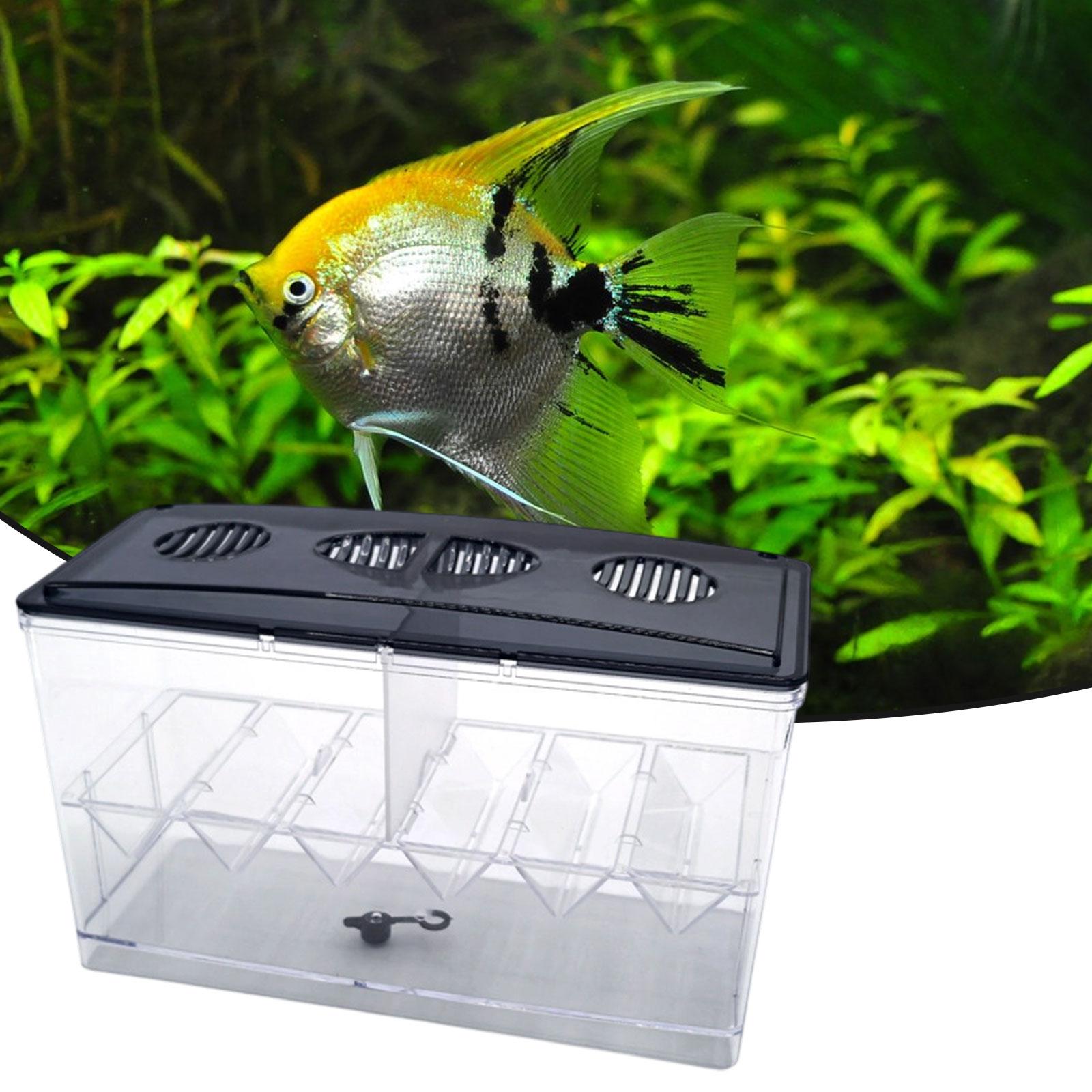 Floating Fish Breeding Isolati - đánh giá và giá Box Fish In Aquarium