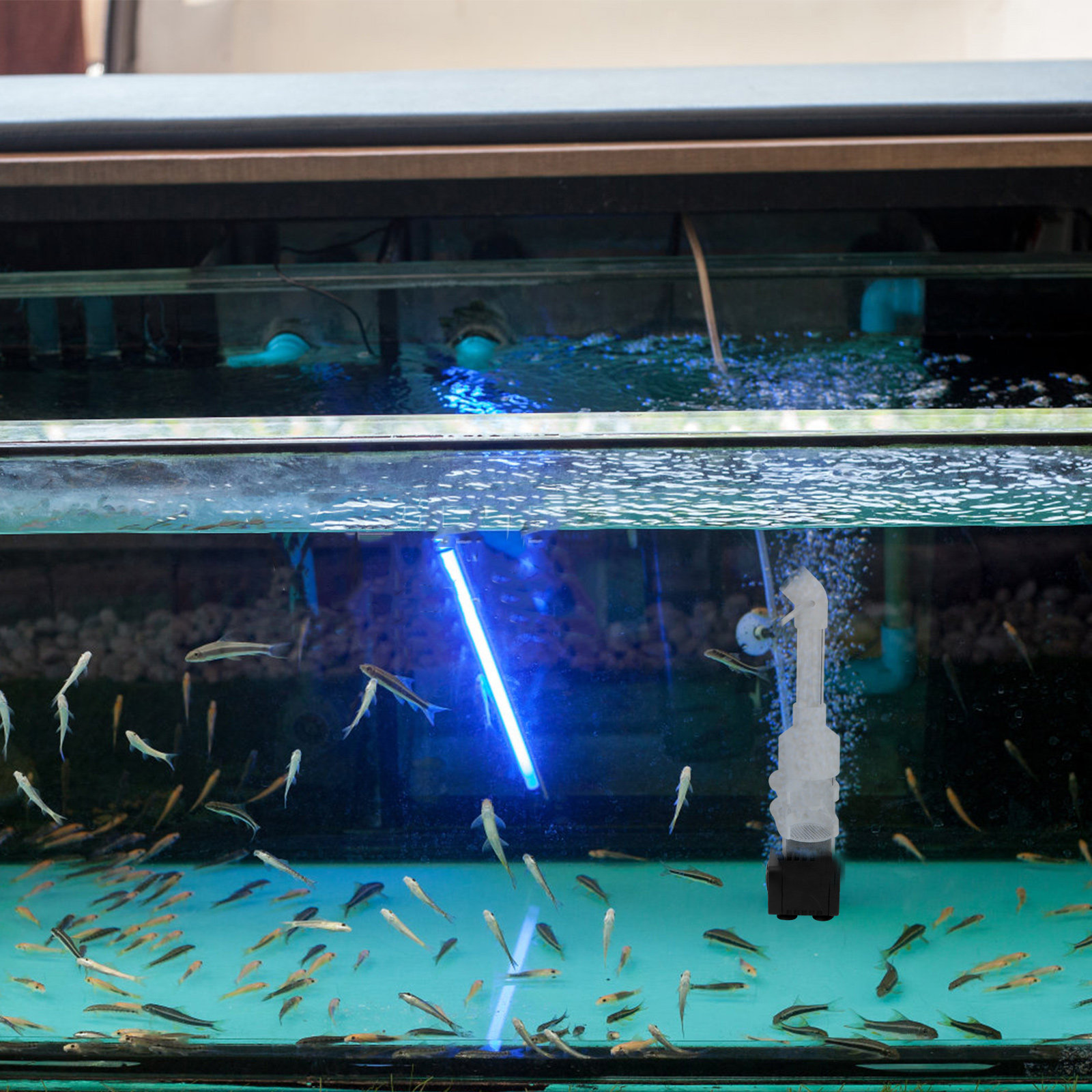 2Pcs Fish Incubator Cichlids E - đánh giá và giá Aquarium Fish Eggs