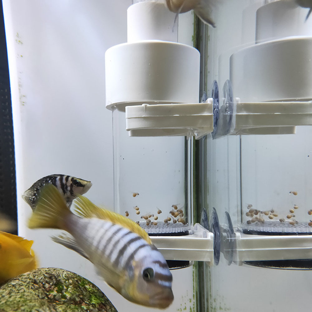 40mm Aquarium Cichlids Hatcher - đánh giá và giá Aquarium Fish Eggs