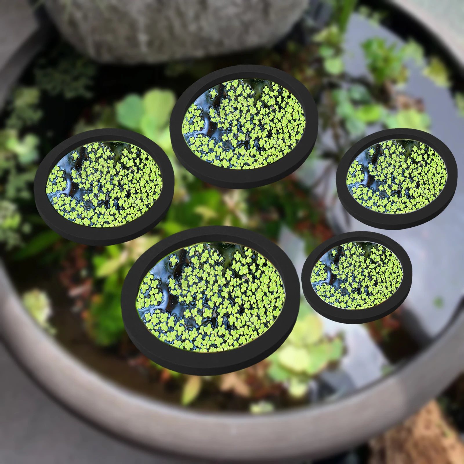 5Pcs EVA Fish Feeding Ring Aqu - đánh giá và giá Aquarium Fish Types