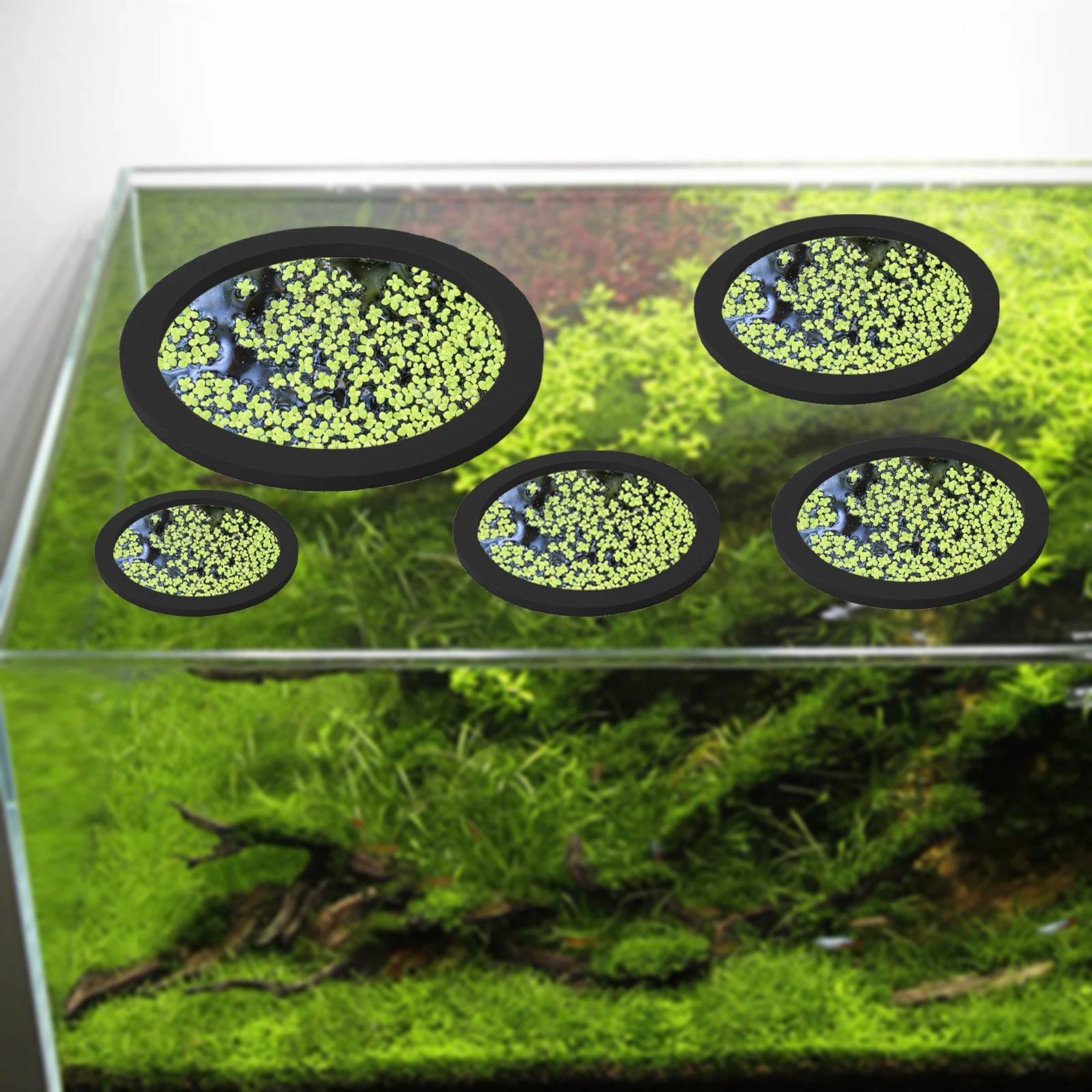5Pcs EVA Fish Feeding Ring Aqu - đánh giá và giá Aquarium Fish Types