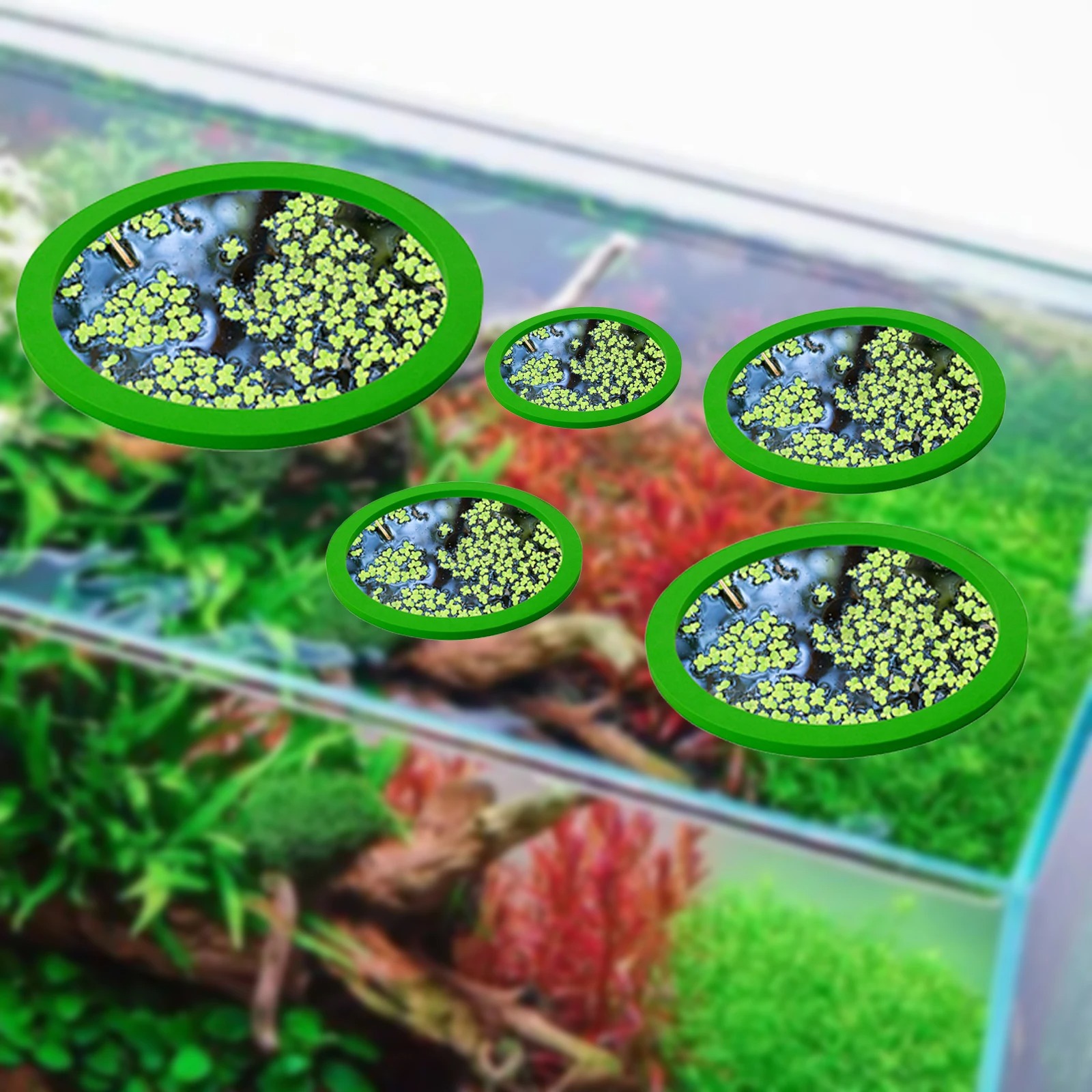5Pcs EVA Fish Feeding Ring Aqu - đánh giá và giá Aquarium Fish Types