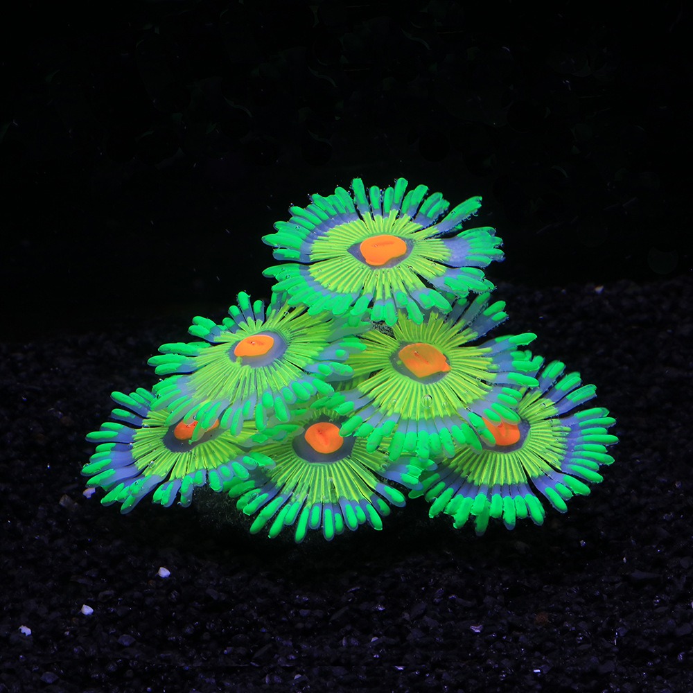 Glowing Soft Aquarium Fish Tan - đánh giá và giá Aquarium Fish For Sale Online
