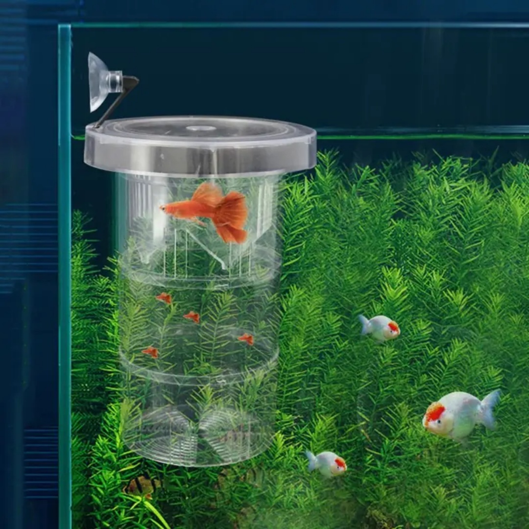 Acrylic Floating Fish Breeding - đánh giá và giá Box Fish In Aquarium